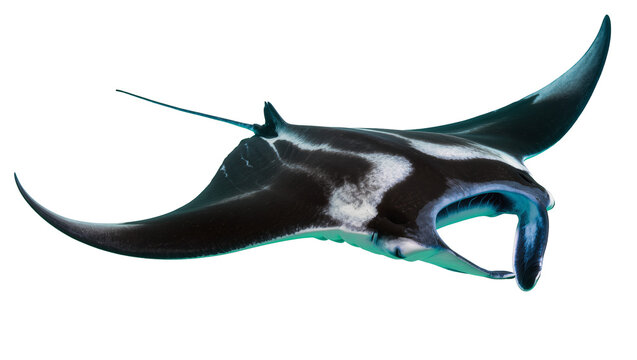 Majestic manta ray with black and white markings, isolated on transparent background