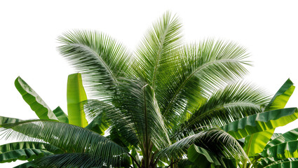 Lush green coconut palm fronds and banana leaves, isolated on transparent background © Sofix
