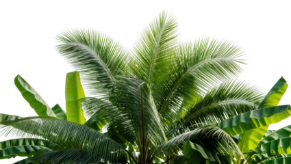 Fotobehang Tropisch Lush green coconut palm fronds and banana leaves, isolated on transparent background  © Sofix