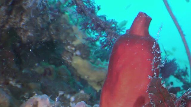 A captivating glimpse into the Sea of Japan's underwater realm. Observe a brilliant scarlet organism, possibly a sponge or tunicate, adorned with delicate white hydroids, amidst lush marine growth.