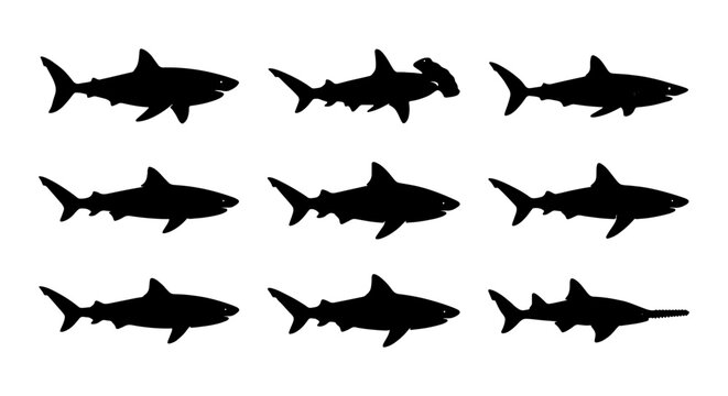 Shark silhouette collection, 9 predatory fish icons, black hammerhead and sawfish vectors