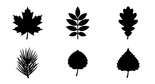 Six Silhouette Vector Leaves: Maple, Rowan, Oak, Pine, Aspen, Birch, Nature Icons, Botanical Elements, Autumn Foliage, Seasonal Design Assets