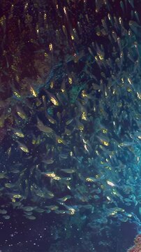 A dazzling school of small, radiant silver fish swims fluidly as a single entity within the tranquil, deep blue ocean. Their collective movement creates a breathtaking, shimmering spectacle.