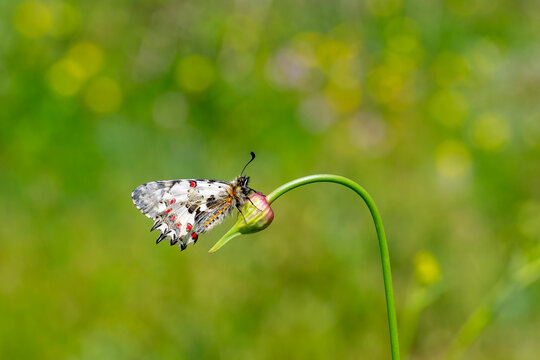 Papilionidae / Orman Fistosu / Eastern Festoon / Zerynthia cerisyi