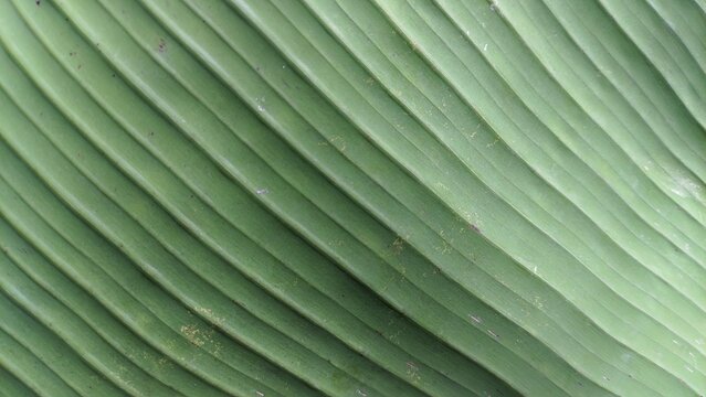 Green banana leaf texture background with abstract parallel lines, geometric natural backdrop for design, close up of tropical plant foliage texture background, minimalist organic surface backdrop