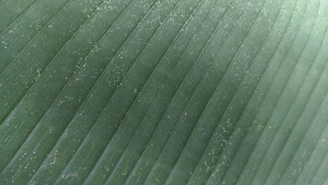 Green banana leaf texture with parallel veins and natural patterns. Abstract minimalist tropical backdrop with ample copy space, perfect for background, wallpaper, text overlay and graphic design