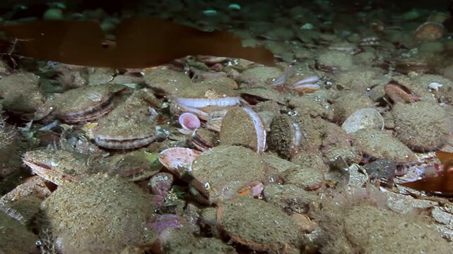 Gaze upon a bustling Barents Sea ecosystem. Flexopecten ponticus Pectinidae scallops and agile crabs mingle across the sandy-rocky seafloor. A thriving habitat of deep ocean wonders unfolds below.