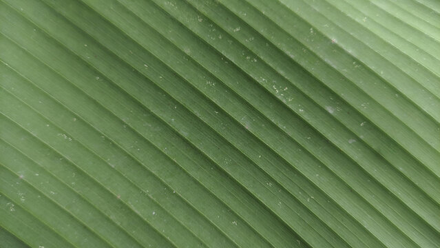 Abstract green banana leaf texture background with seamless parallel lines pattern. Organic texture pattern background for graphic design wallpaper and presentation backdrop