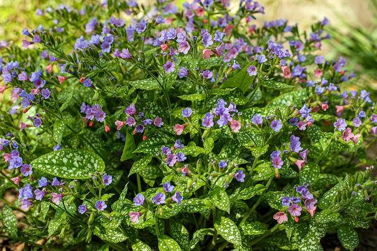 Lungwort is spotted. Close-up of a perennial plant of the Boraginaceae family.