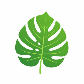 Monstera Leaf Illustration