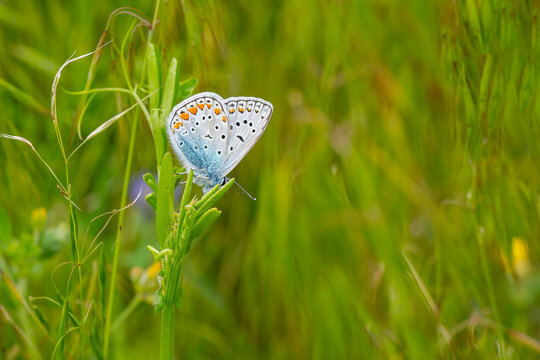 
Lycaenidae / &Ccedil;okg&ouml;zl&uuml; Mavi / Common Blue / Polyommatus icarus
