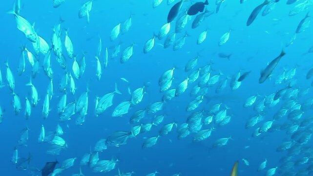 Witness a mesmerizing gathering of tuna, gracefully navigating the crystal-clear waters surrounding Cocos Kelling Islands.