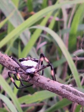 Aranha