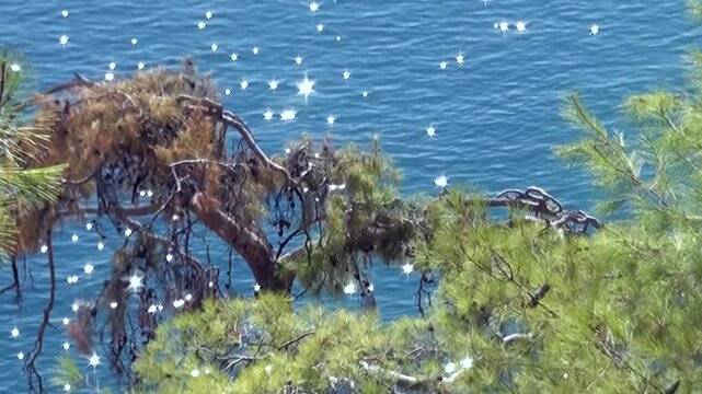 Breathtaking coastal panorama unfolds, revealing serene blue ocean adorned with countless sparkling sun reflections. Verdant pine trees frame this peaceful maritime vista on bright, beautiful day.