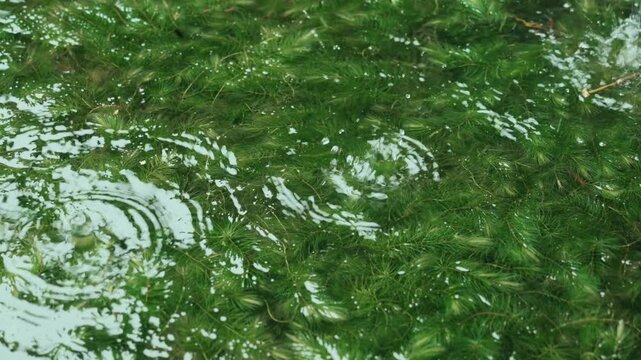 Green aquatic plants underwater with ripples on the clear water surface