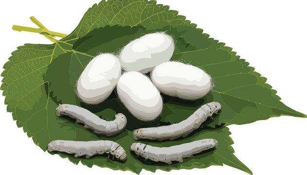 Realistic silkworm larvae and white cocoons vector illustration on green mulberry leaves isolated on white background
