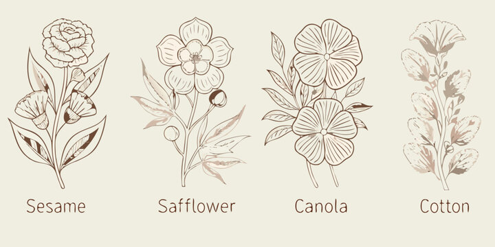 Botanical sketch of sesame safflower canola and cotton plants