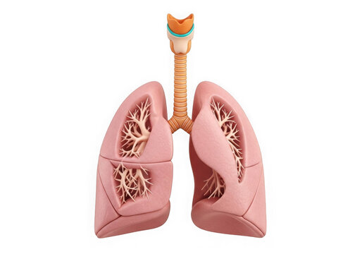 A pair of human lungs with trachea and bronchi