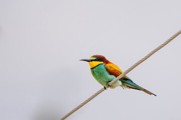 Obraz premium Arıkuşu » European Bee-eater » Merops apiaster