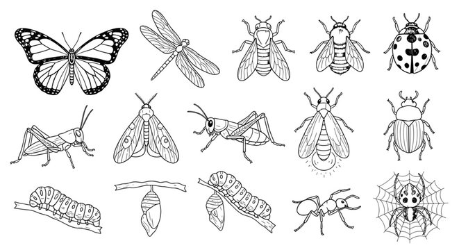 Collection of Hand Drawn Insects and Arachnids in Black and White Line Art Style