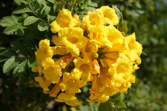 Close up of the colorful petals or flower leaves of a Tecoma stans (yellow elder or yellow trumpetbush) blooming in a garden 