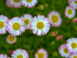 Macro Photograph of English Daisy Flower Pattern Overhead View — Bellis Perennis Meadow, Pink Tipped White Petals, Full Frame Green Lawn Nature Stills © light
