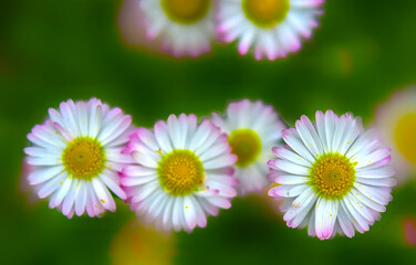 English Daisy Wildflowers Top Down View — Bellis Perennis Meadow, Pink Tipped White Petals, Soft Defocused Green Lawn Nature Stills © light