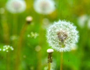 White Dandelion Seed Head Puff in Summer Meadow — Taraxacum Officinale Botanical Close Up, Vibrant Green Blurred Foliage Nature Stills © light
