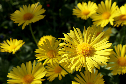 Yellow doronicum flowers in the garden.