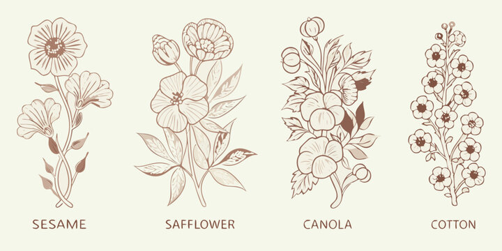 Botanical illustration of sesame safflower canola and cotton plants