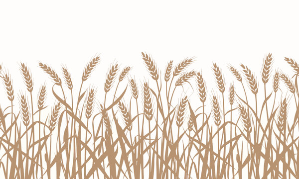 Sepia Tone Silhouette of Wheat Stalks and Leaves Against a White Background grain field
