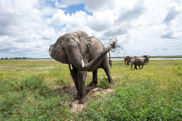 Fototapeta premium African elephant throwing mut to protect its skin in Chobe National Park