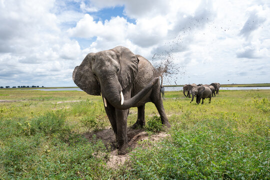 African elephant throwing mut to protect its skin in Chobe National Park