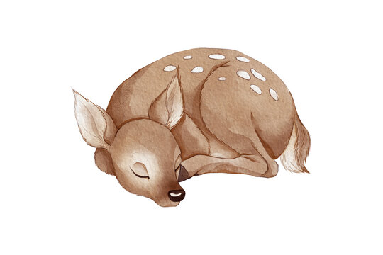 Watercolor curled sleeping deer PNG clipart isolated on transparent background