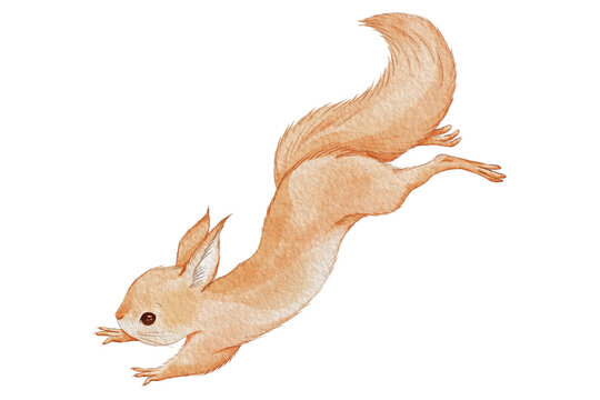 Watercolor jumping squirrel PNG isolated transparent