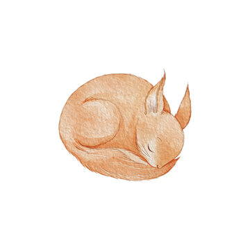 Watercolor sleeping squirrel PNG isolated transparent