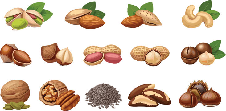 Assorted nuts and seeds vector collection with almonds cashews peanuts walnuts hazelnuts and sunflower seeds for healthy snack design
