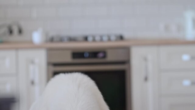 Funny white Alabai catching dog food in modern kitchen, playful emotions in 4K slow motion