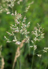 Fototapeta premium Bluegrass (Poa) grows in the meadow among wild grasses.
