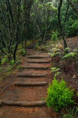 Obraz premium Scenic view of the laurel forest of Garajonay National Park from trail to Alto de Garajonay, La Gomera, Canary Islands, Spain, Europe. 