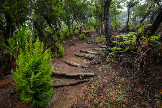 Scenic cloudy landscape of the laurel forest of Garajonay National Park from trail to Alto de Garajonay, La Gomera, Canary Islands, Spain, Europe.	