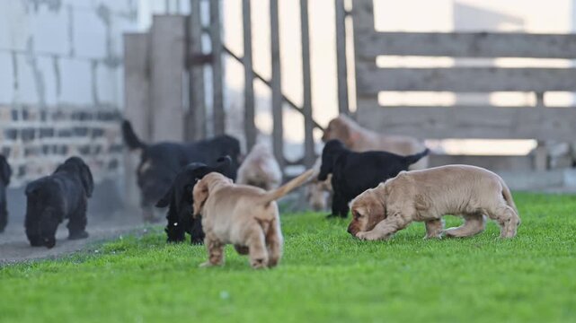 Adorable puppy family playing together, funny dogs in home setting, 4K slow motion