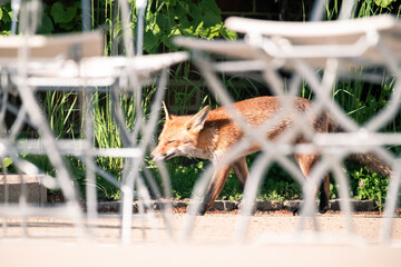 Fototapeta premium red fox among restaurant tables