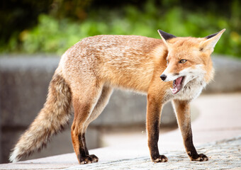 Obraz premium red fox portrait