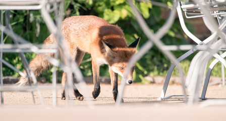 Fototapeta premium red fox among restaurant tables