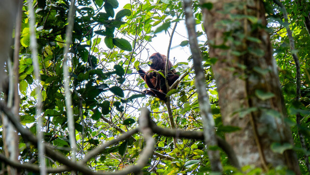 A brown monkey sits perched on a tree branch amidst lush green foliage in a dense jungle environment