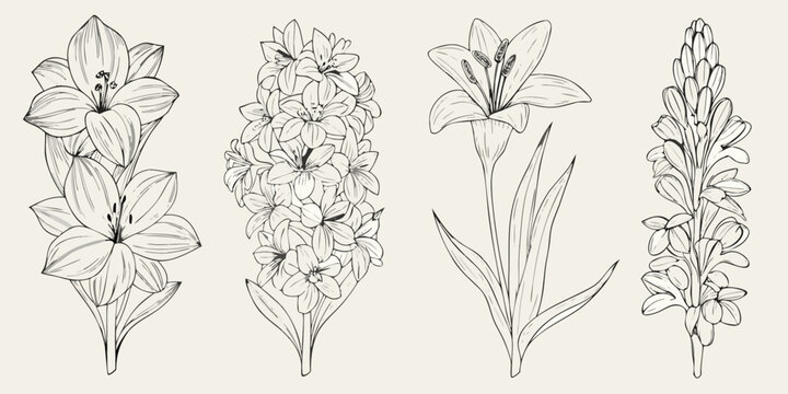 Floral line art collection detailed lily and flower sketches