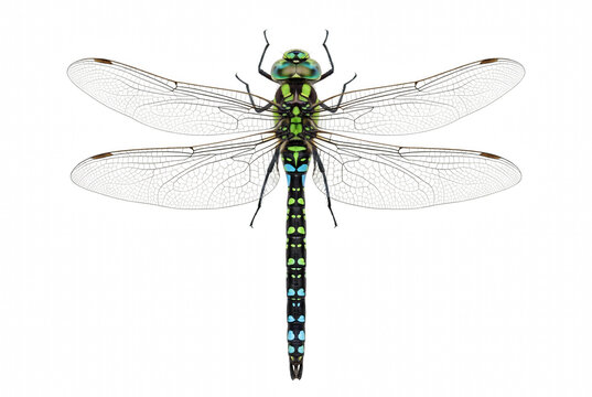 Ventral View of a Southern Hawker Dragonfly with Intricate Wing Patterns
