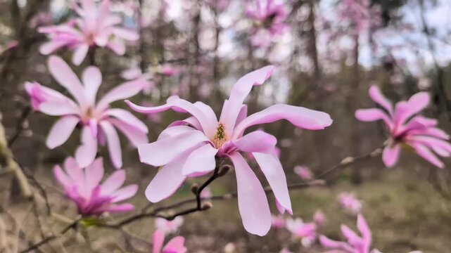 Loopable spring ambience footage featuring soft pale pink magnolia blossoms in a peaceful garden setting. Delicate flowers move gently in the breeze against a dreamy blurred background filled with blo