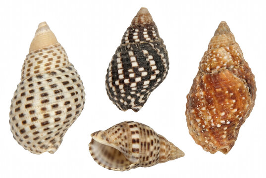 Group of diverse sea snail shells showing varied patterns